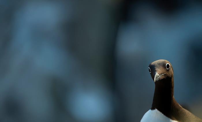 Guillemot - Image Credit: Ben Andrew